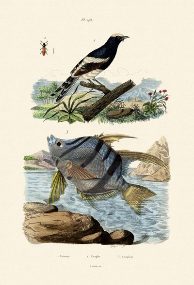 Little Forktail by French School